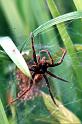 Dolomedes_plantarius_P1517_Z_76_Les Gris_Frankrijk